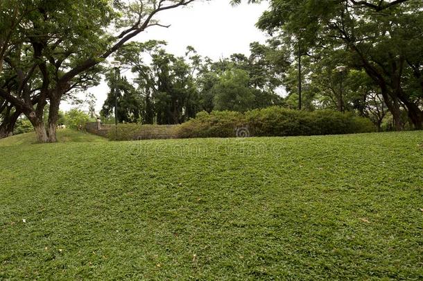 绿色的草织地粗糙的背景