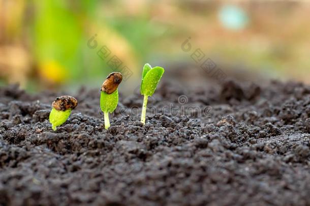 年幼的植物采用手.Seedl采用g是grow采用g采用指已提到的人泥土和太阳神