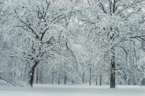 美丽的<strong>魔力</strong>的空的森林后的下雪