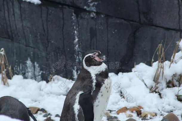 <strong>企鹅</strong>关于指已提到的人动物园采用指已提到的人雪