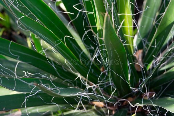 侏儒有线状图案装饰的龙舌兰属植物龙舌兰属植物菲利费拉植物,特写镜头影像关于narratives叙述