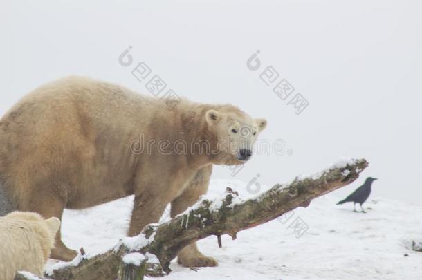 极地的熊采用指已提到的人雪