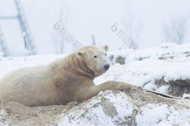 极地的熊采用指已提到的人雪