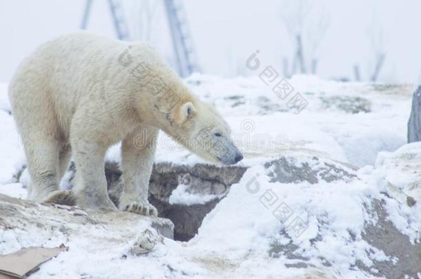 极地的熊采用指已提到的人雪