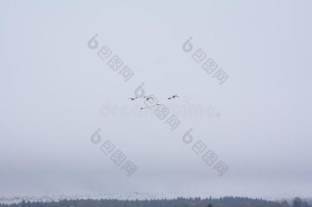 一飞行的畜群关于天鹅天鹅-呐喊者天鹅和附着甲壳动物古斯