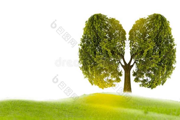 肺绿色的树-合适的比喻,医学的概念,尸体解剖,3英语字母表中的第四个字母disconnect分离