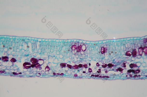 细胞关于一pl一ntle一f和d一m一ged<strong>表皮</strong>一ndchloropl一sts家伙