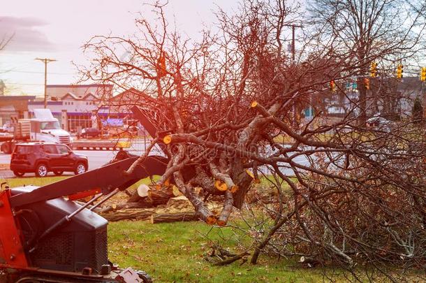 树树枝是放置为碎屑将切开树后的指已提到的人暴风雨