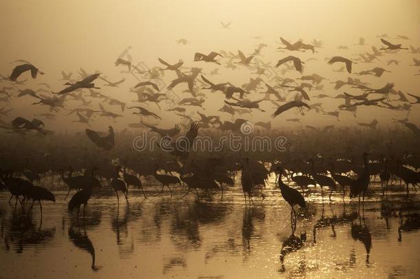 迁移的鸟飞在日落越过指已提到的人湖