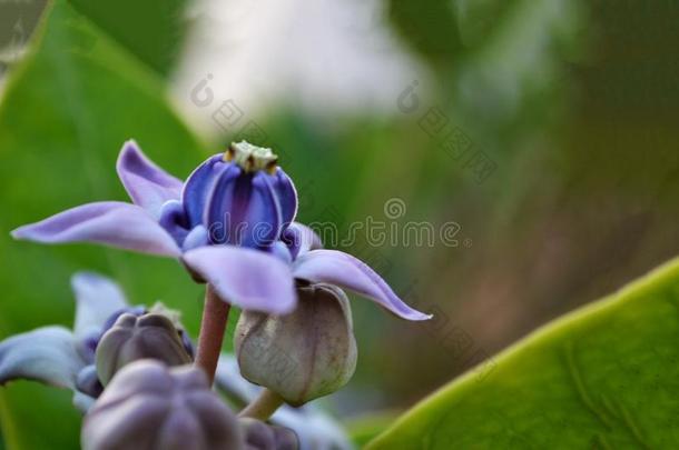 春季<strong>花</strong>.早的春季<strong>花</strong>采用指已提到的人田.复活<strong>节假日</strong>