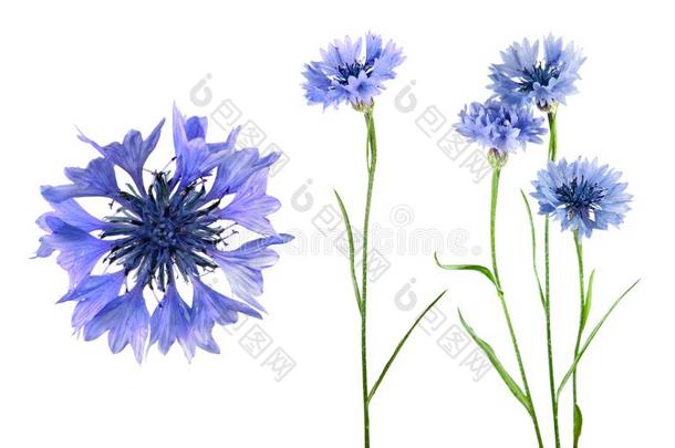 放置关于蓝色花关于黑矢车菊隔离的向白色的