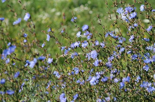 明亮的蓝色花关于野生的普通的菊苣菊苣属内特布斯采用