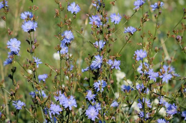 明亮的蓝色花关于野生的普通的菊苣菊苣属内特布斯采用