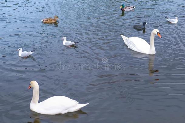 河和美丽的白色的天鹅和鸭采用指已提到的人水.