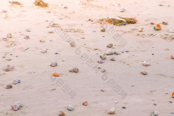 沙的海滩和拉潘壳和一贝壳壳.