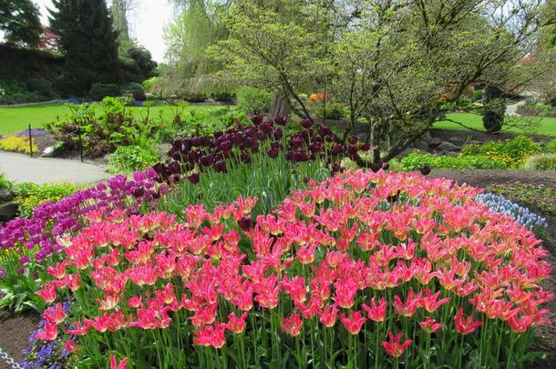 美丽的富有色彩的郁金香花采用公园花园加拿大