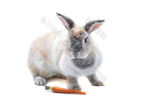 漂亮的红色的婴儿复活节兔子吃胡萝卜白色的背景