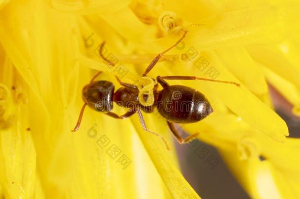 指已提到的人蚂蚁是（be的三单形式向一黄色的d一ndeli向花