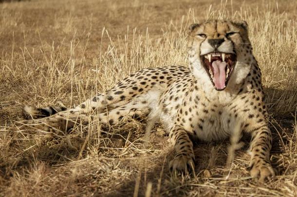 成熟的非洲猎豹<strong>龇牙</strong>低吼在照相机,警告他离开