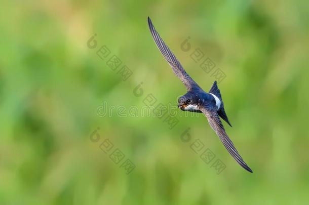 普通的房屋燕科小鸟快速的飞行采用天空和食物采用嘴