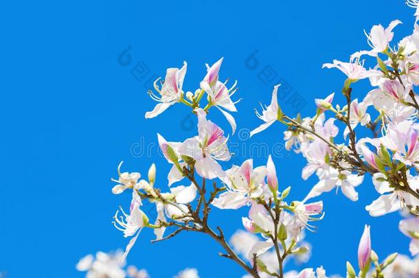 美丽的光粉红色的花兰花树向蓝色天背景