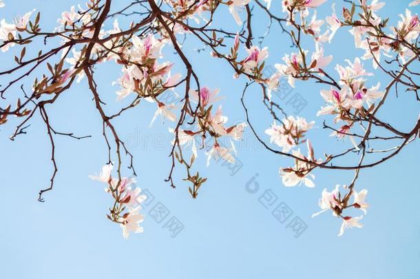 美丽的<strong>光粉</strong>红色的花兰花树向蓝色天背景