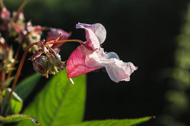 关在上面花关于凤仙花属植物腺虫/喜玛拉雅的香膏采用