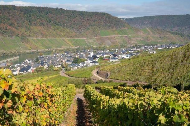 布鲁蒂格-芬克尔,法国摩泽尔河流域产白葡萄酒,德国,欧洲