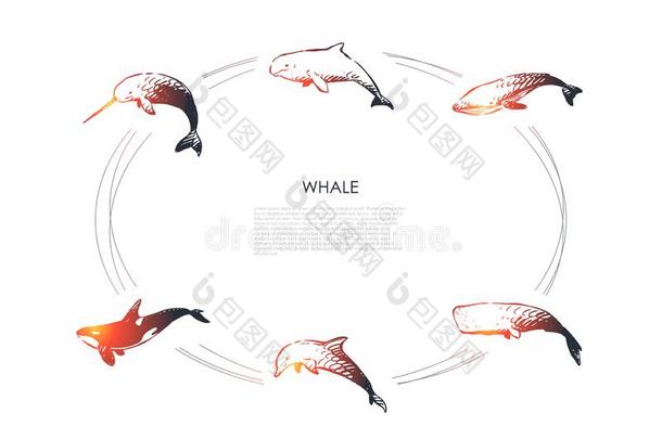 鲸-不同的类型-海豚,精子和凶手鲸矢量