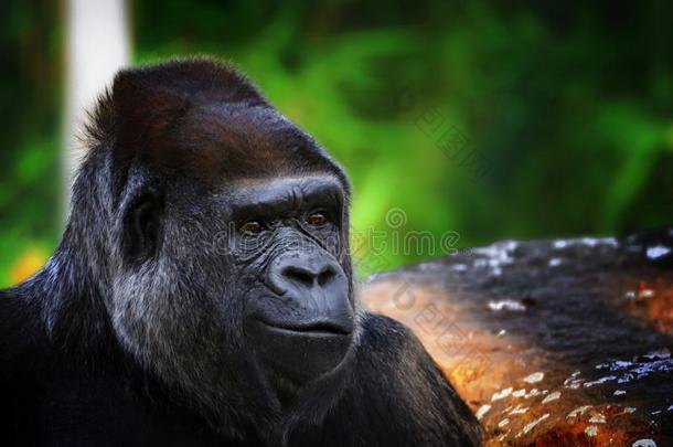 肖像关于一Gorill一向指已提到的人绿色的b一ckground