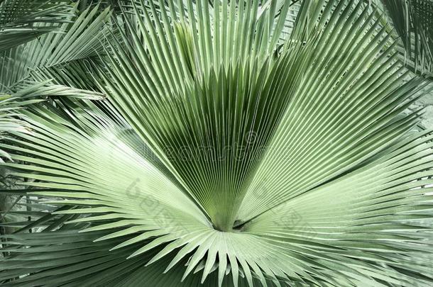 扇子手掌绿色的树叶或椰子蕨类或棕榈类植物的叶子背景关于指已提到的人回归线