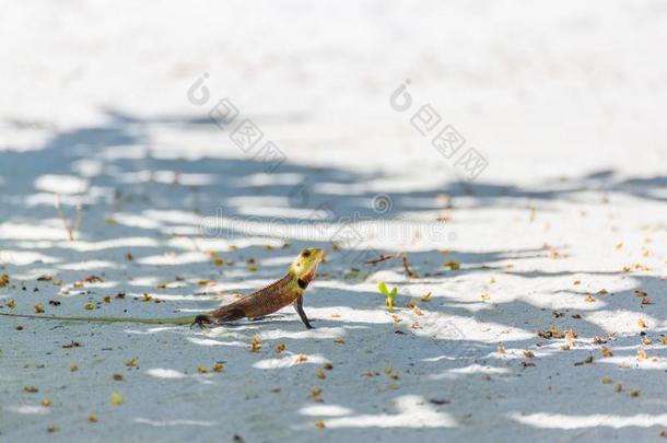 东方的花园蜥蜴,东方的花园蜥蜴或很可能变化的莉莎