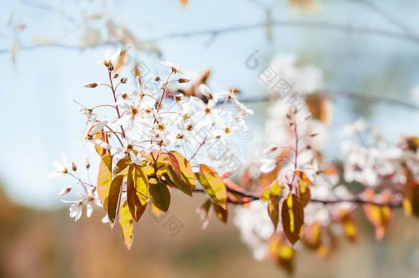 美丽的阳光春季公园自然,树树枝和白色的flores花