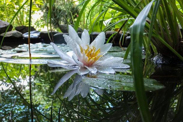 魔法关-在上面关于白色的水百合花或莲花花<strong>海马</strong>科和<strong>海马</strong>科reducedoperationalstatus简化操作程序