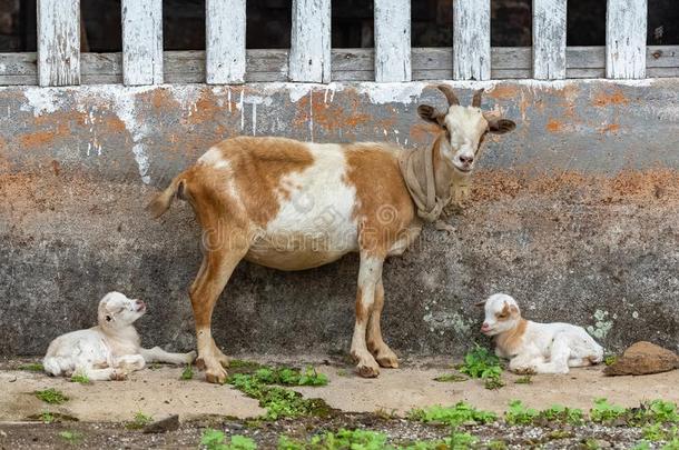 山羊和婴儿山羊