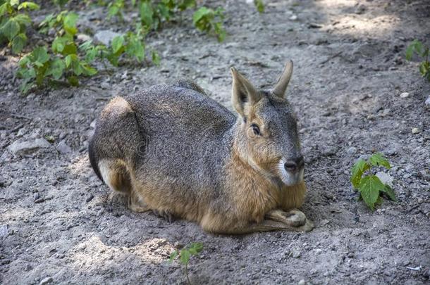 说谎南美南端地方的巴塔哥尼亚野兔