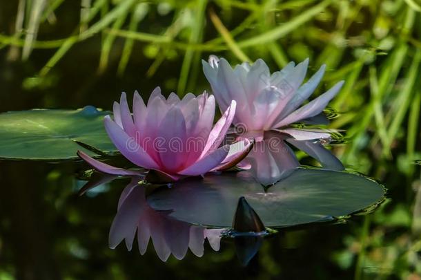 早晨关于两个粉红色的水百合花或莲花花海马科和海马科洛莎.