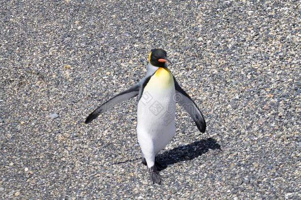 国王企鹅向锤子岛海滩,乌斯怀亚