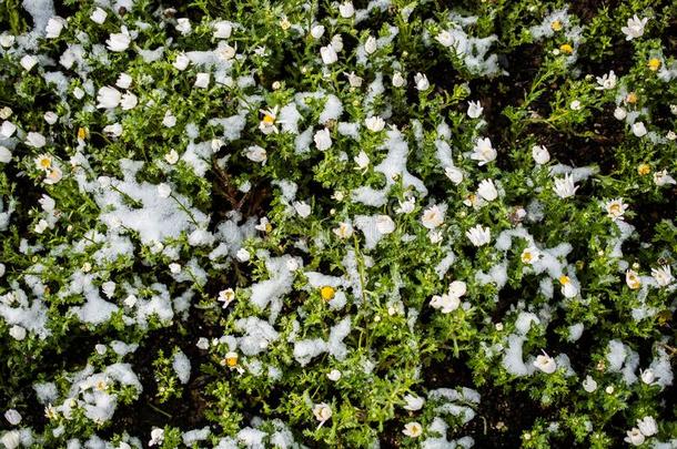 早的花钱指已提到的人春季在下面雪