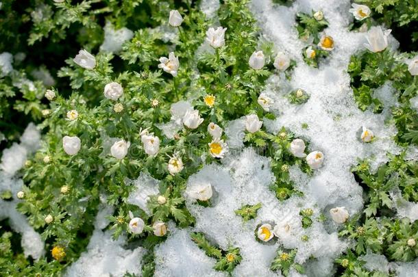 早的<strong>花钱</strong>指已提到的人春季在下面雪