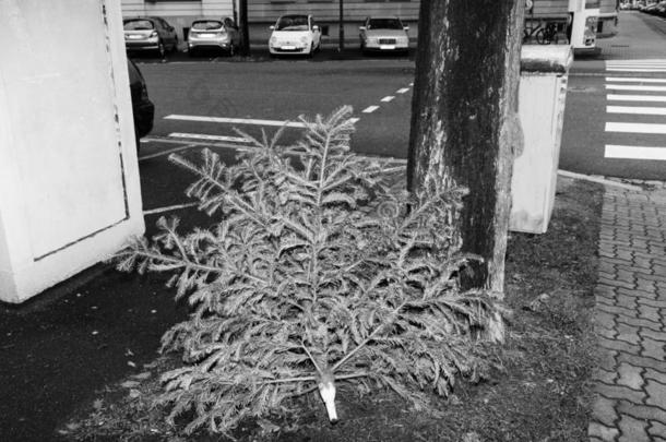 浪费有意于圣诞节树s树t法国