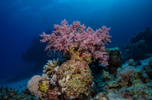 珊瑚礁在指已提到的人红色的海,埃及