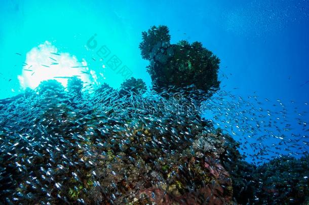 珊瑚礁在指已提到的人红色的海,<strong>埃及</strong>