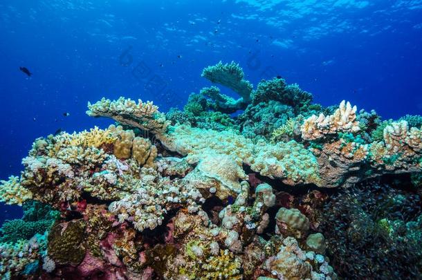 珊瑚礁在指已提到的人红色的海,<strong>埃及</strong>