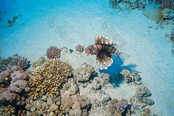 珊瑚礁在指已提到的人红色的海,埃及