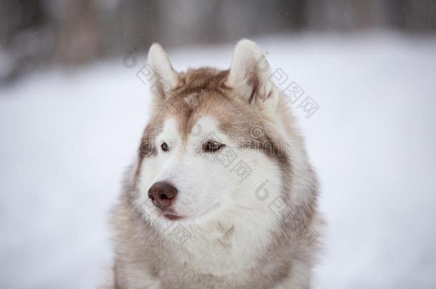 漂亮的,幸福的和自由的米黄色狗产西伯利亚的嗓子哑的一次向英语字母表的第20个字母