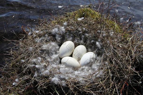 加拿大鹅窝和num.四卵被环绕着的在旁边下羽毛