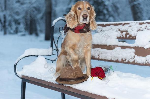 狗獚狗关于金色的颜色和花向雪采用指已提到的人w采用ter