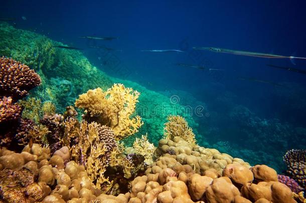 在水中的照片关于烟管鱼和珊瑚礁体采用红色的海