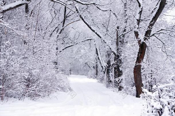 冬季节的下雪的阳光和煦的：照到阳光的阳光走